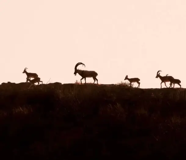 Conservation-Focused Hunting Trips